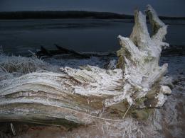 Frosted Tree Root